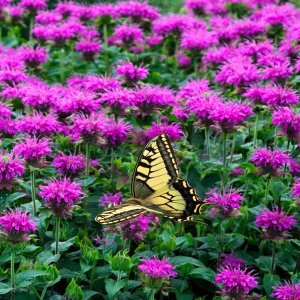 Monarda dvojdomá (Monarda didyma) ´Bee Free´ - výška 20-30 cm, kont. C1,5L
